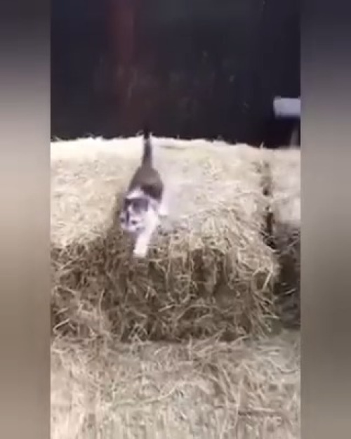 Meme Download I believe I can fly Funny Cat Meme